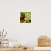 Resting Tiger Poster (Keuken)
