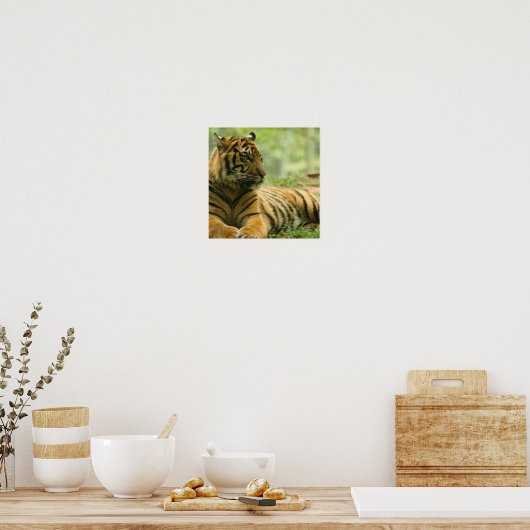 Resting Tiger Poster (Keuken)