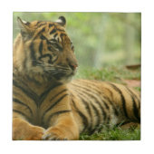 Resting Tiger Tile Tegeltje (Voorkant)