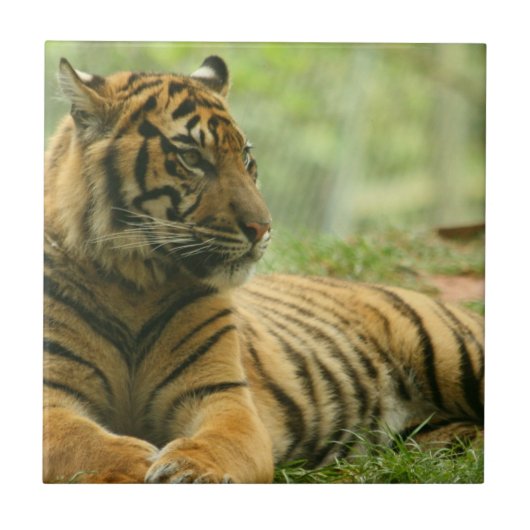 Resting Tiger Tile Tegeltje (Voorkant)