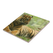 Resting Tiger Tile Tegeltje (Zijkant)