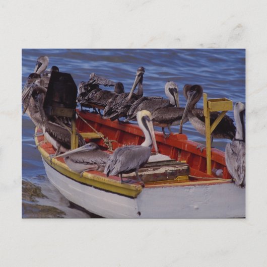 Resting time, Venezuela Briefkaart (Voorkant)