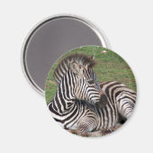 Resting Zebra Magnet Magneet (Voorkant / Achterkant)