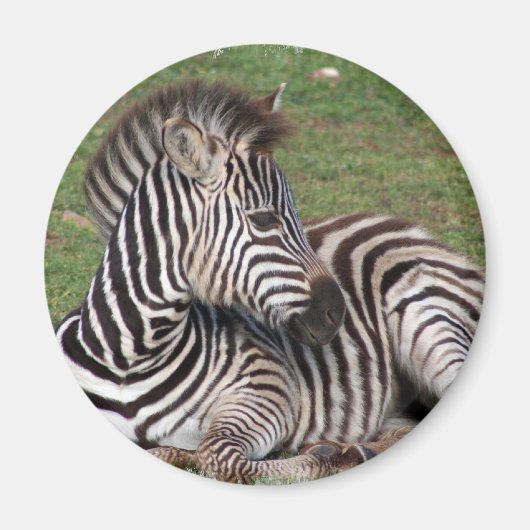 Resting Zebra Magnet Magneet (Voorkant)