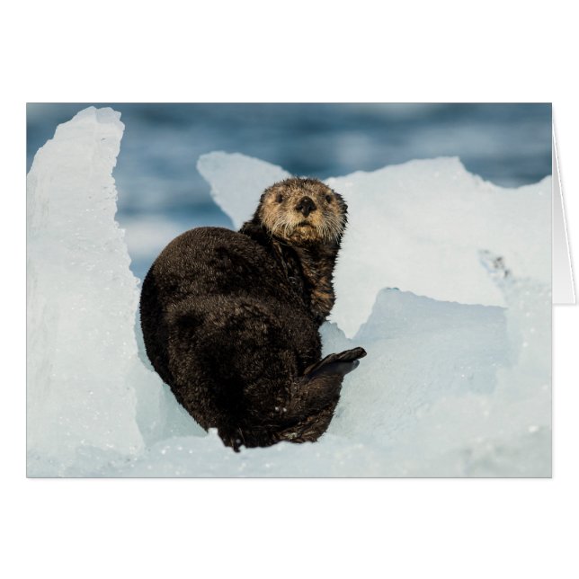 Resting Zee Otter (Voorkant Horizontaal)