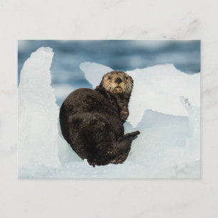 Resting Zee Otter Briefkaart