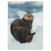 Resting Zee Otter Klembord (Achterkant)