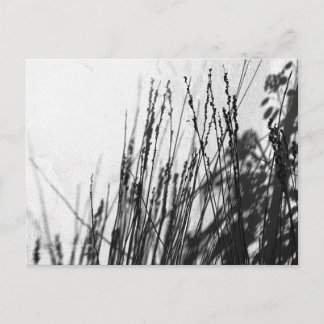 Restio / Grijze zwart en silhouet Briefkaart