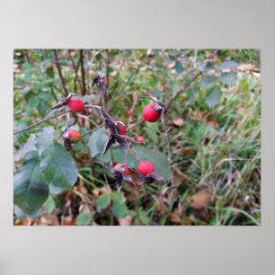 resultaten van de herfst poster