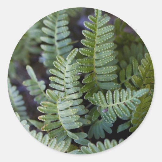 Resurrectie Fern - Polypodium polypodioides Ronde Sticker (Voorkant)