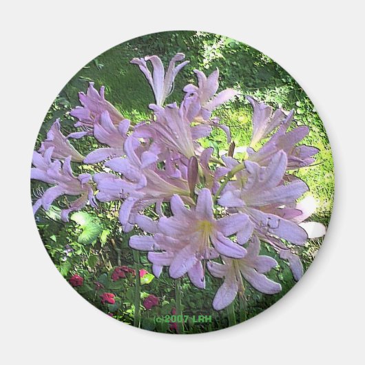 Resurrection Lily Magnet Magneet (Voorkant)