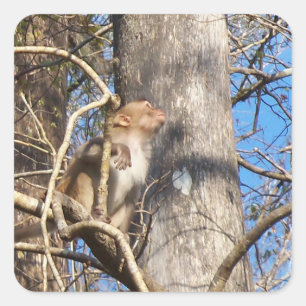 resus macaque monkey kijkt op vierkante sticker