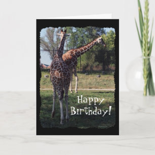 Reticulated Giraffes Birthday Card Kaart