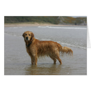 Retreiver d'or en mer