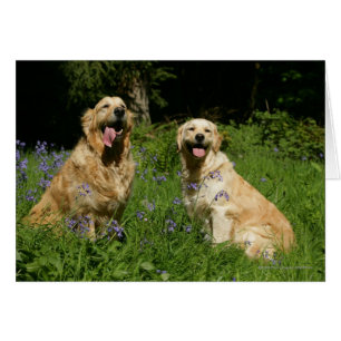 Retreivers d'or dans l'herbe