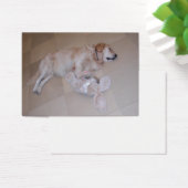 Retriever dormant mignon avec lapin de jouet (Bureau)