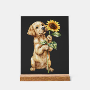Retriever du Labrador