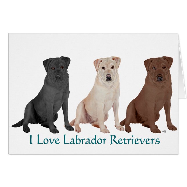 Retrievers du Labrador - 3 Couleurs à aimer (Devant horizontal)