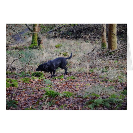 Retriker de Black Labrador (Devant horizontal)