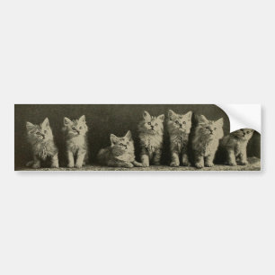  Retro Old Time Kittens Katten Katten Bumpersticker