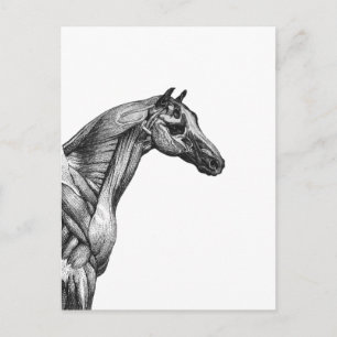 Retro paardenspier anatomie afbeelding briefkaart