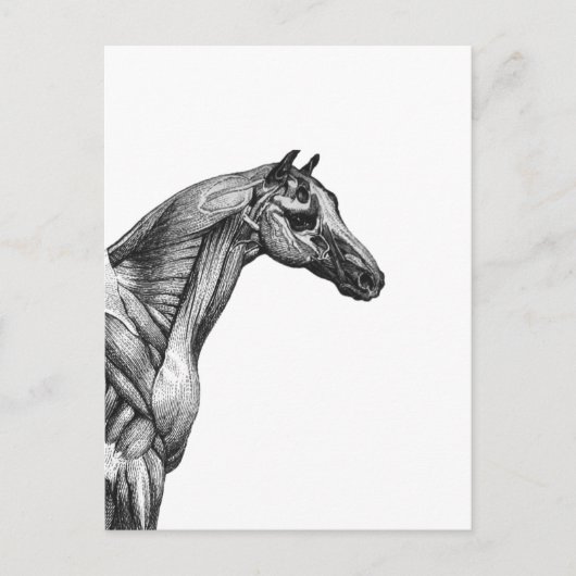 Retro paardenspier anatomie afbeelding briefkaart (Voorkant)