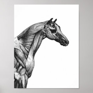 Retro paardenspier anatomie afbeelding poster