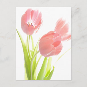 Retro Roze tulp Briefkaart