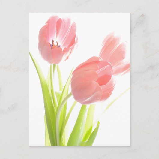 Retro Roze tulp Briefkaart (Voorkant)