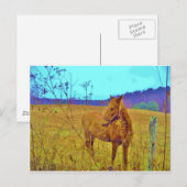 Retrokleurige paarden briefkaart (Voorkant / Achterkant)