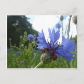 Réunion de Ladybugs sur la carte postale do-it-you (Devant)