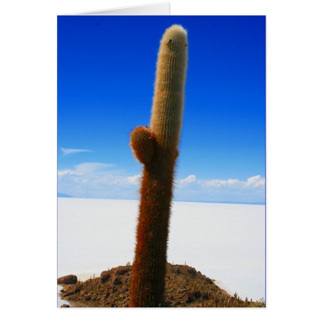 reusachtige cactus (Voorkant)