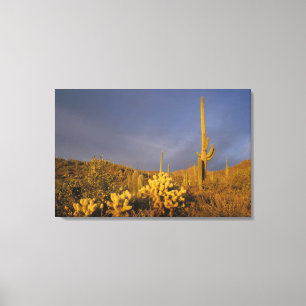reusachtige cactussen, Carnegiea gigantea, en tedd Canvas Afdruk