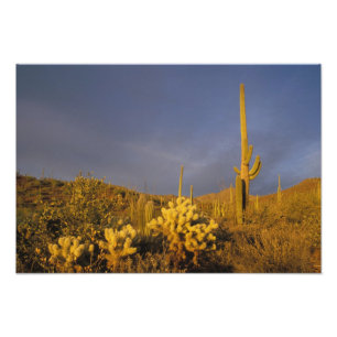 reusachtige cactussen, Carnegiea gigantea, en tedd Foto Afdruk