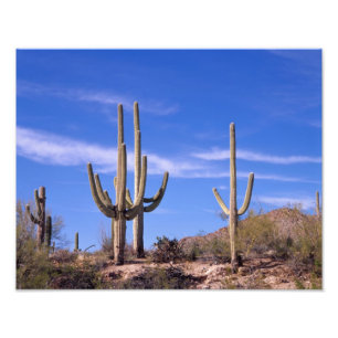 Reusachtige saguarocactus met meerdere armen, Sagu Foto Afdruk