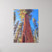 Reusachtige Sequoia boom in het bos Canvas Afdruk (Voorkant)