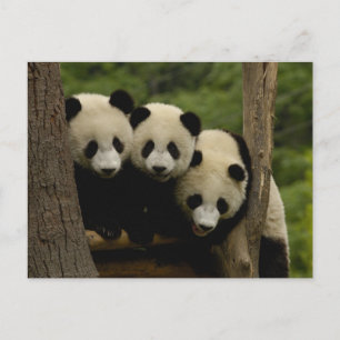 Reuze melanoleuca) babys van Ailuropoda van panda Briefkaart