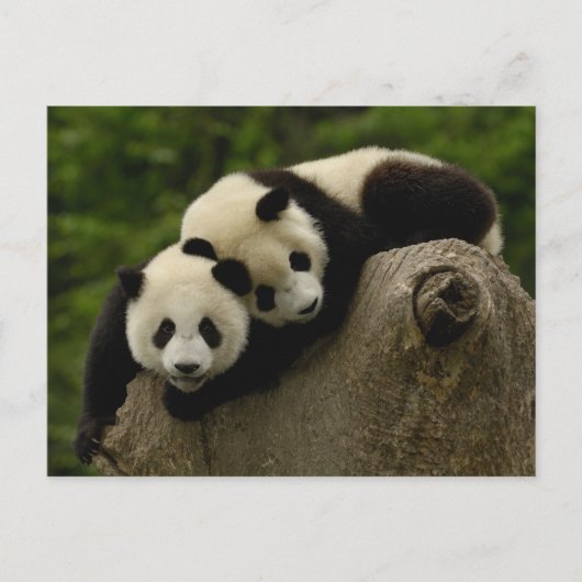 Reuze melanoleuca) babys van Ailuropoda van panda Briefkaart (Voorkant)