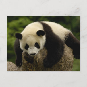 Reuze pandababy (melanoleuca Ailuropoda) 4 Briefkaart