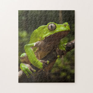 Reuzen bladkikker Phyllomedusa bicolor) Legpuzzel