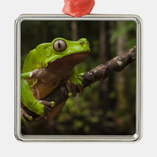 Reuzen bladkikker Phyllomedusa bicolor) Metalen Ornament