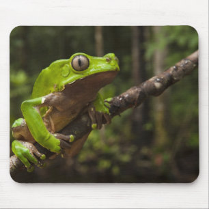 Reuzen bladkikker Phyllomedusa bicolor) Muismat