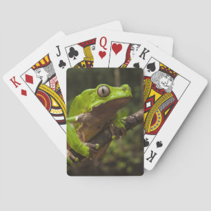 Reuzen bladkikker Phyllomedusa bicolor) Pokerkaarten