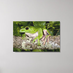 Reuzen Glijdende Kikker, Polypedates dennysi ssp, Canvas Afdruk