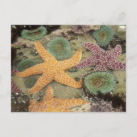 Reuzen groene anemoon en oker zeesterren