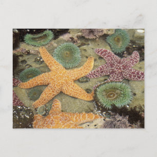 Reuzen groene anemoon en oker zeesterren briefkaart