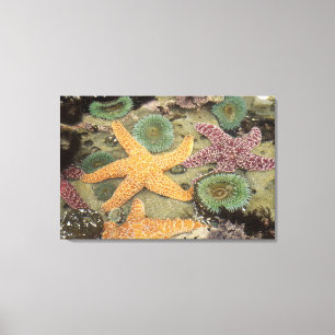 Reuzen groene anemoon en okergele zeesterren canvas afdruk
