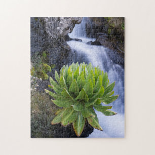 Reuzen Kruiskruid Of Dendrosenecio 2 Legpuzzel