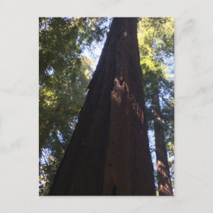 Reuzen Redwood Bomen Briefkaart