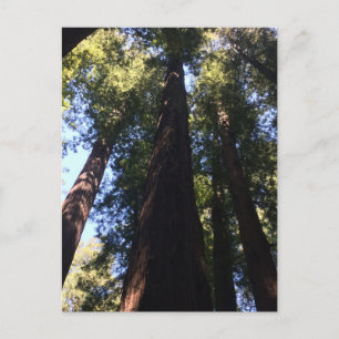 Reuzen Redwood Bomen Briefkaart